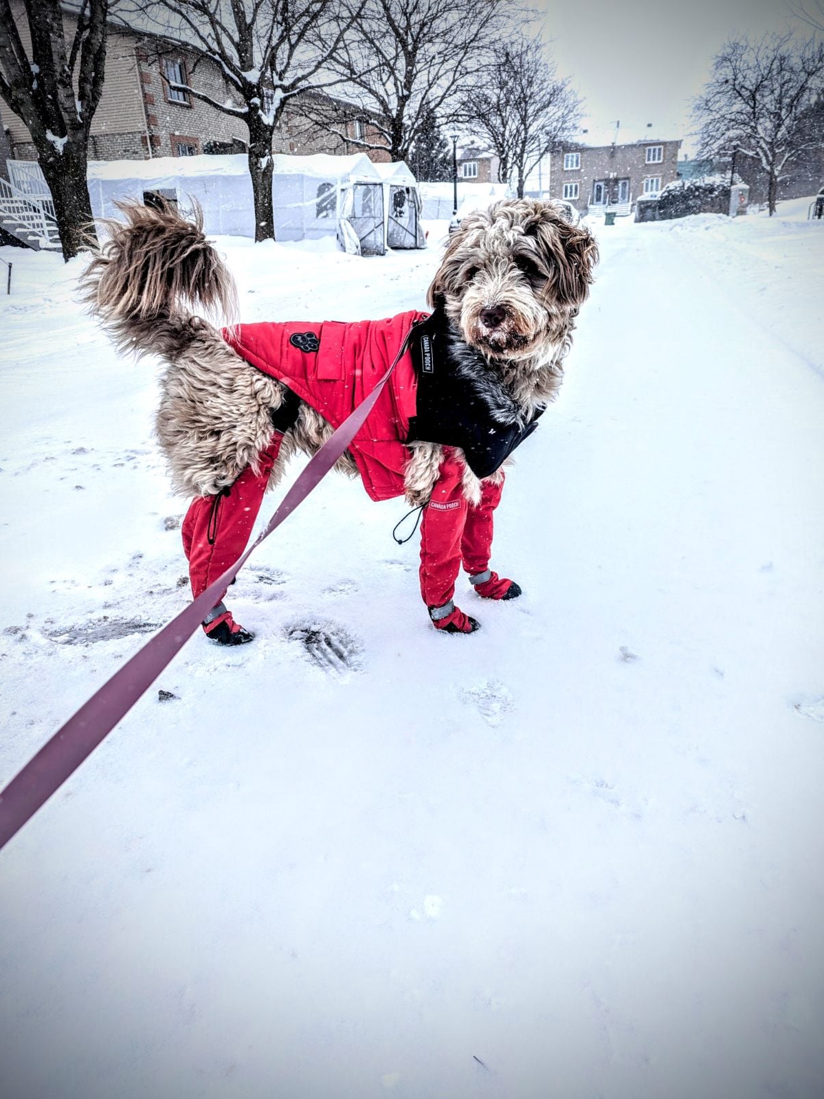 Pets Doing the Absolute Most: Chaos Edition