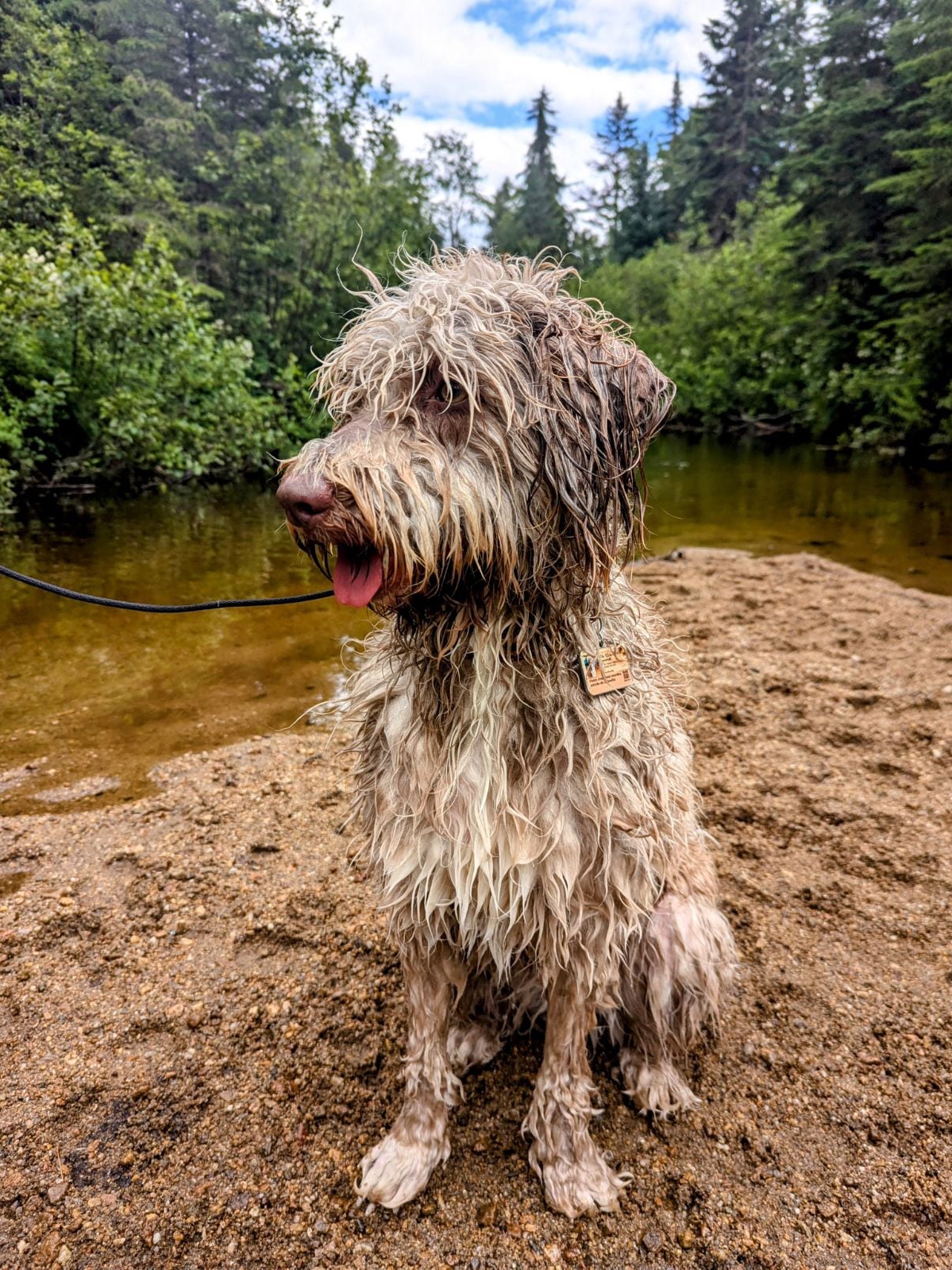 Pets Doing the Absolute Most: Chaos Edition