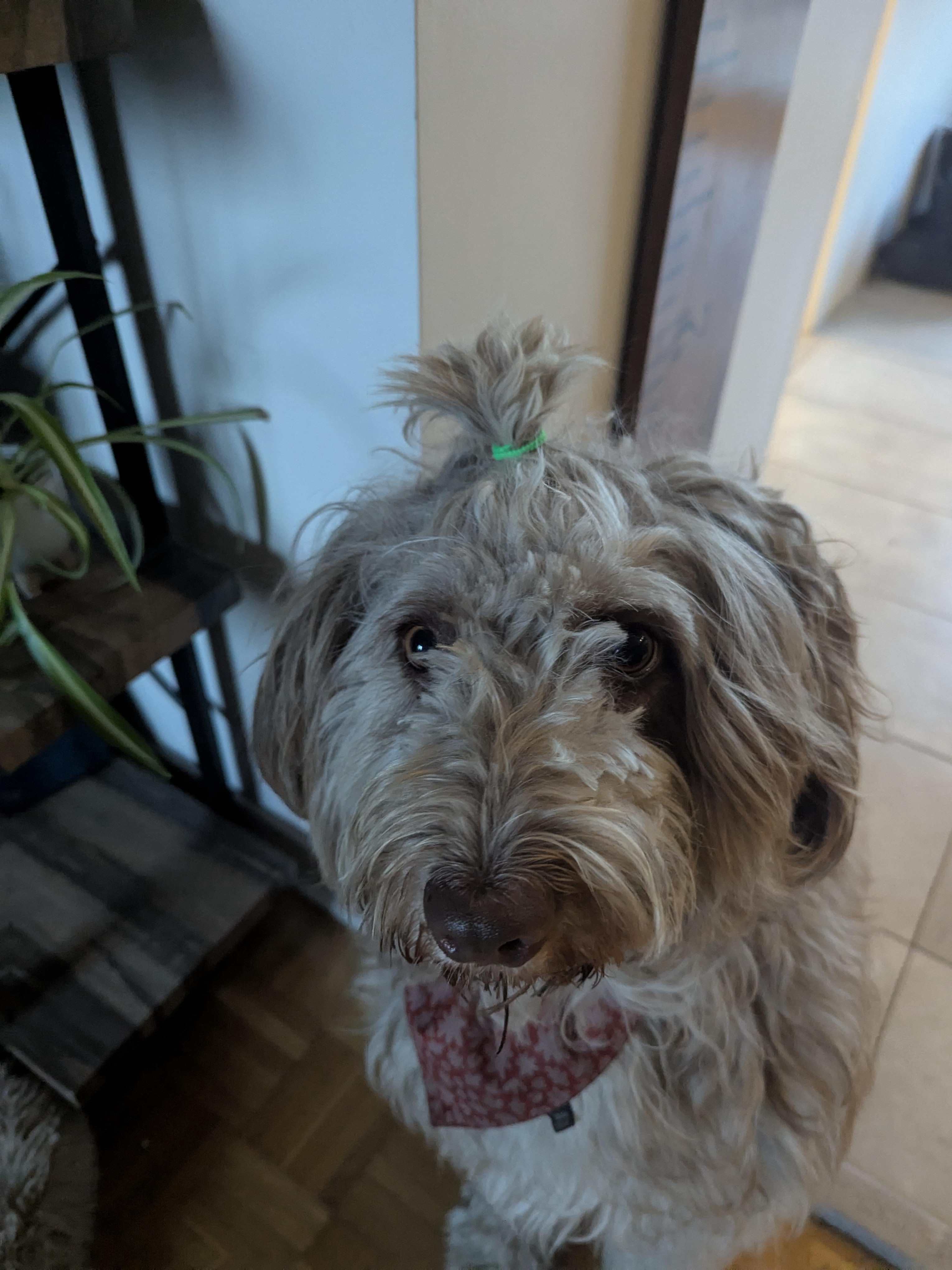 Pets Doing the Absolute Most: Chaos Edition