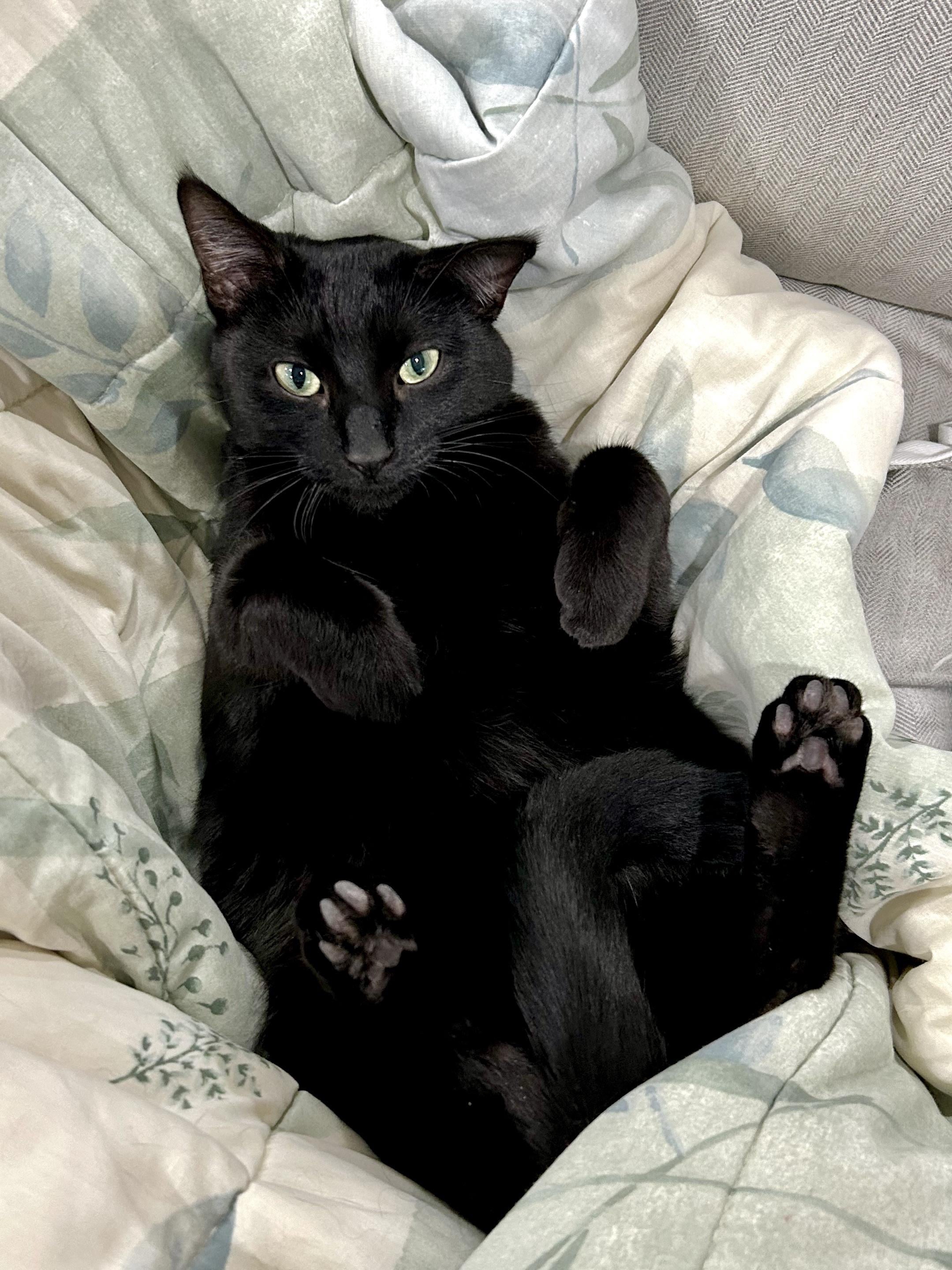 How My Pets Outsmart Me Daily