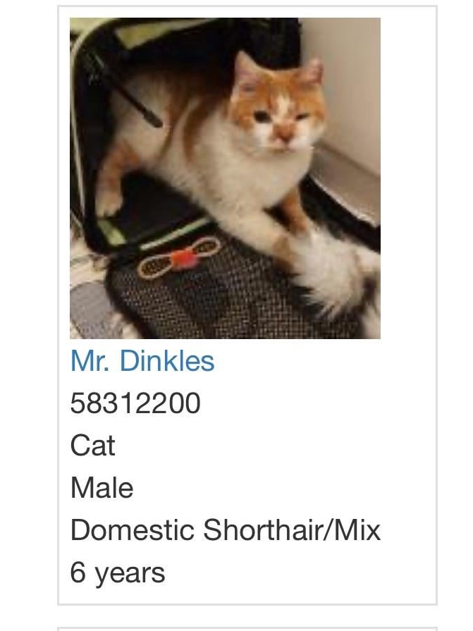 My Cat’s Name Is Lasagna. Top That.