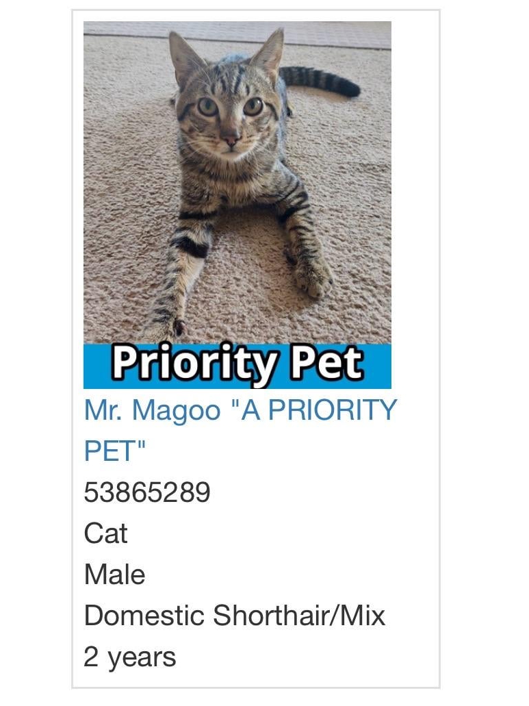 My Cat’s Name Is Lasagna. Top That.