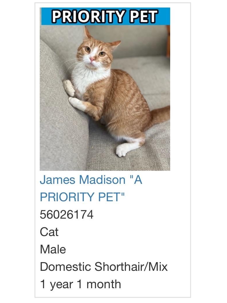 My Cat’s Name Is Lasagna. Top That.