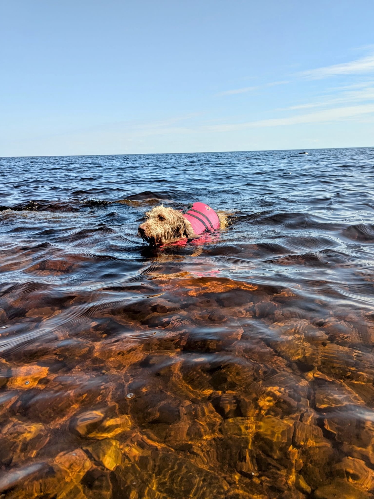 Pets Doing the Absolute Most: Chaos Edition