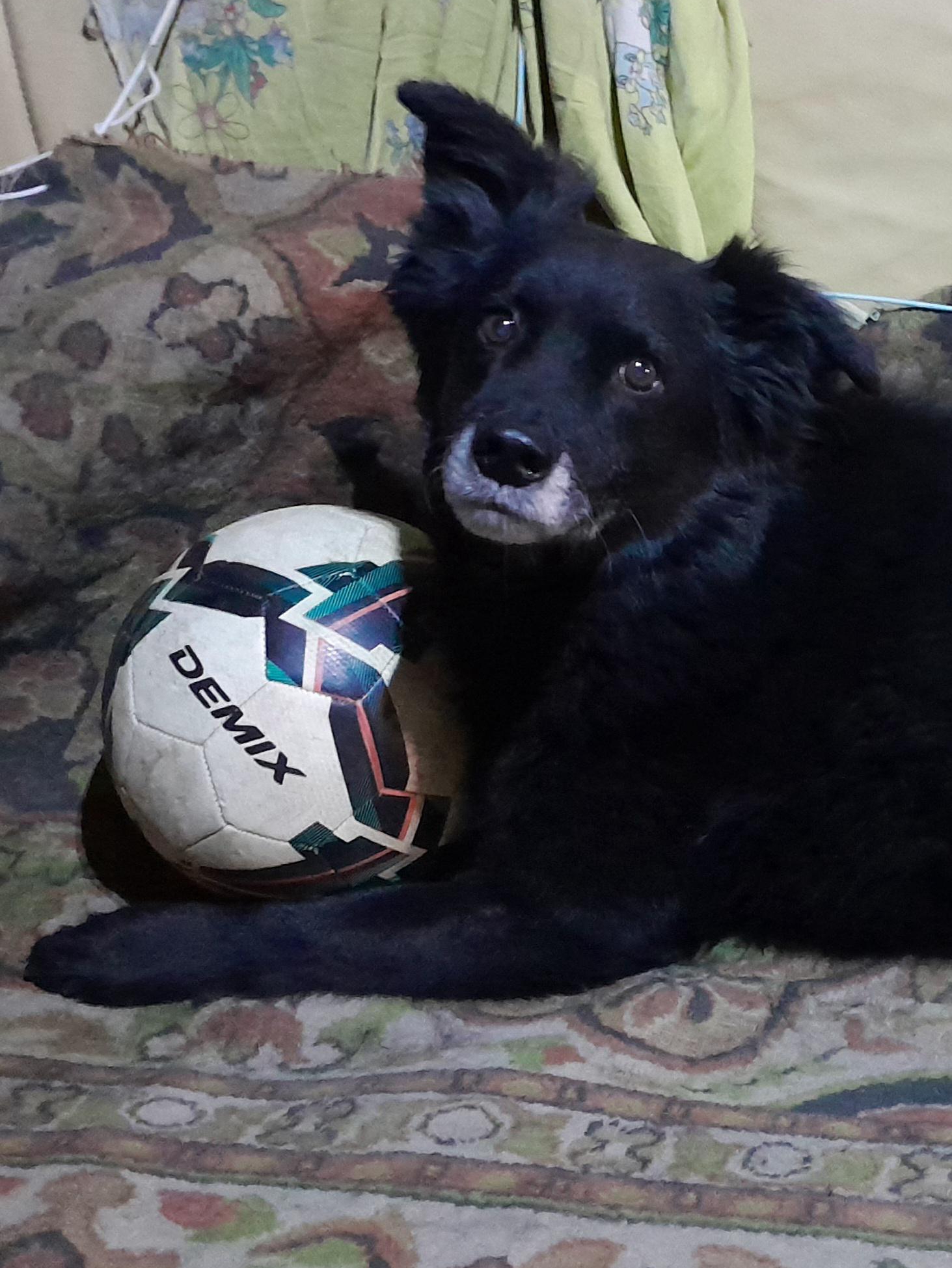 My Cat Just Scored the Winning Goal