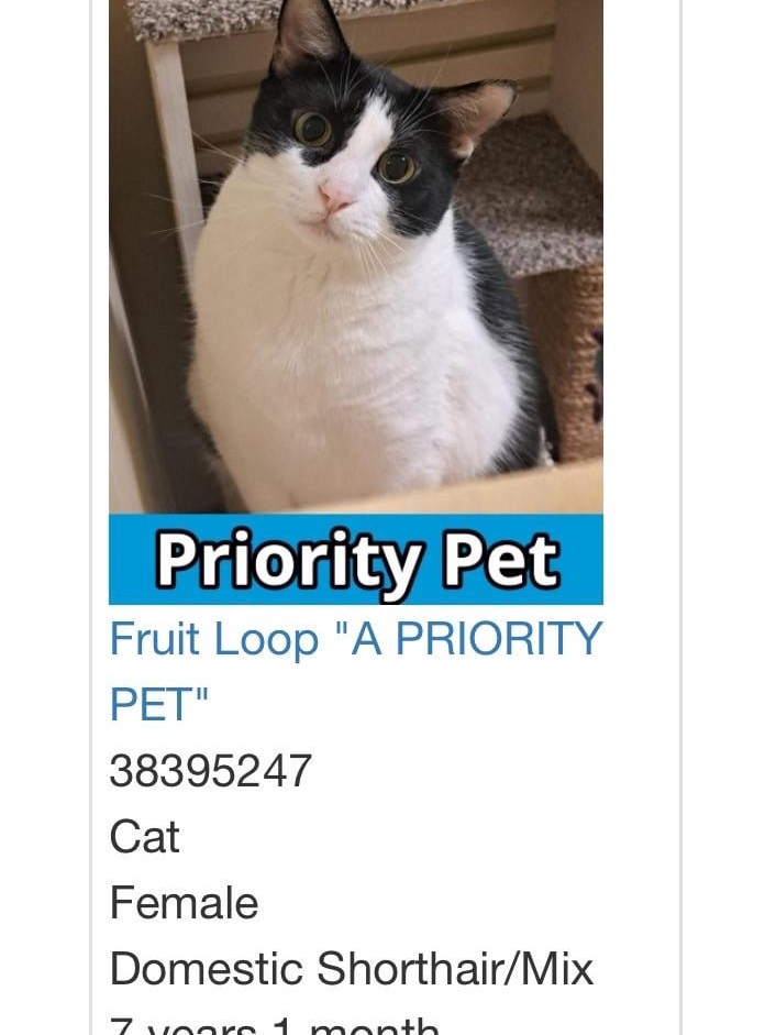 My Cat’s Name Is Lasagna. Top That.