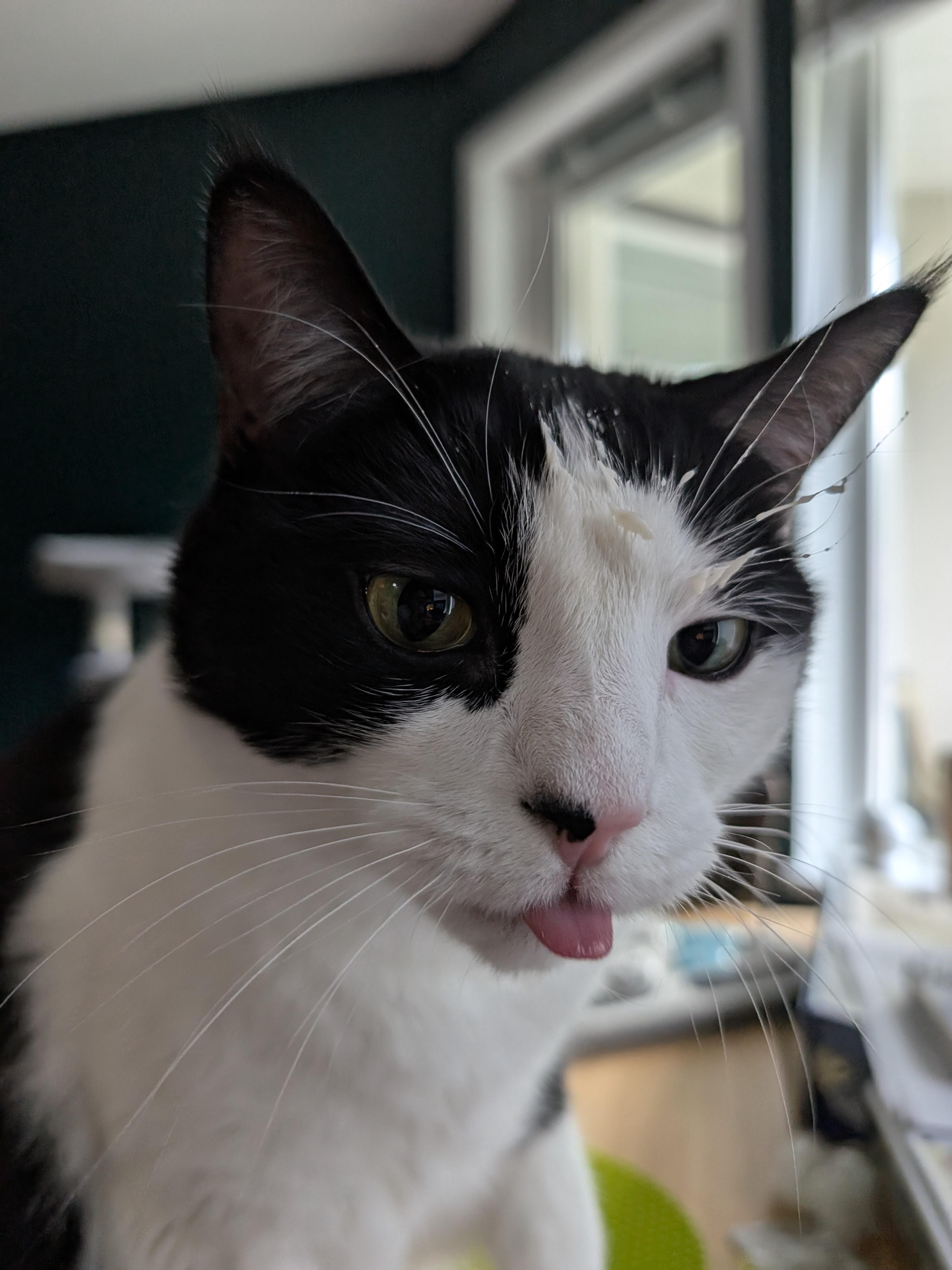 My Cat’s Tongue Is a Food Magnet