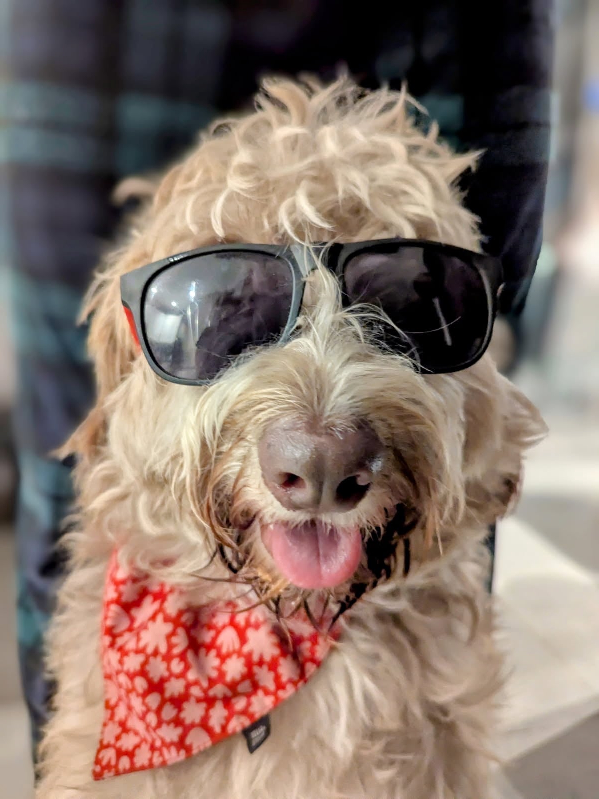 Pets Doing the Absolute Most: Chaos Edition
