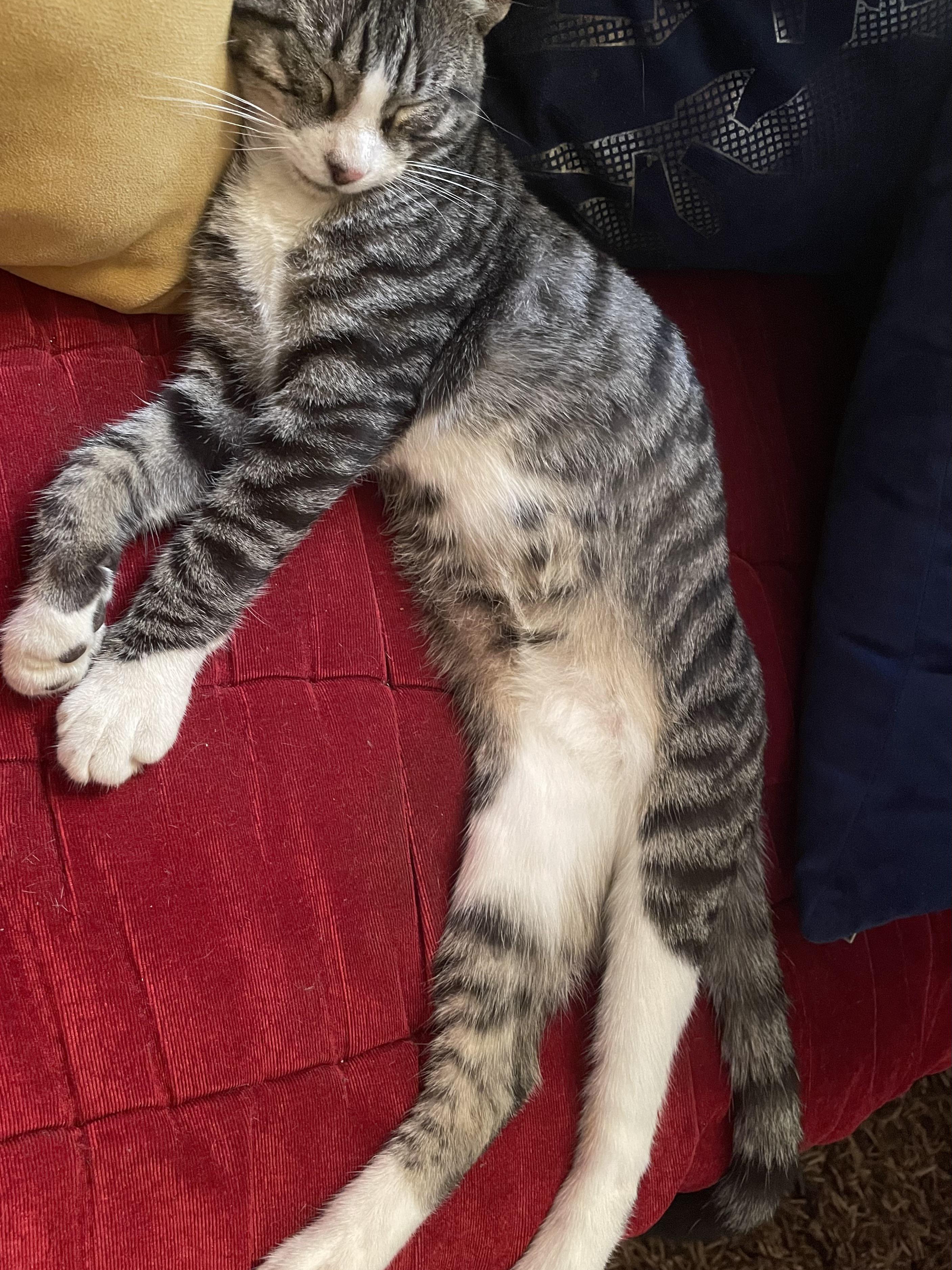 My Cat’s Full-Time Job: Professional Napper