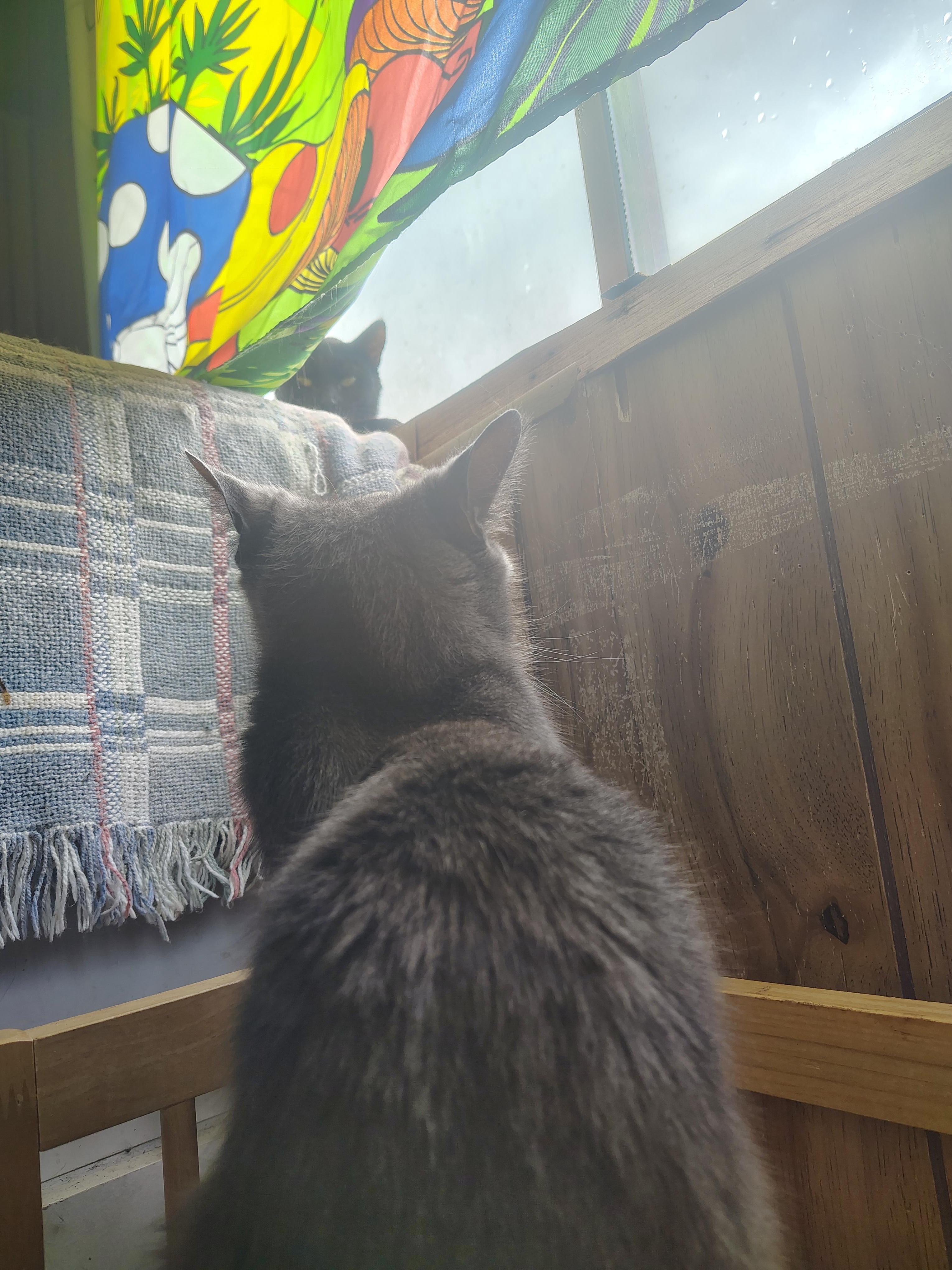 My Cat Just Claimed My Favorite Chair