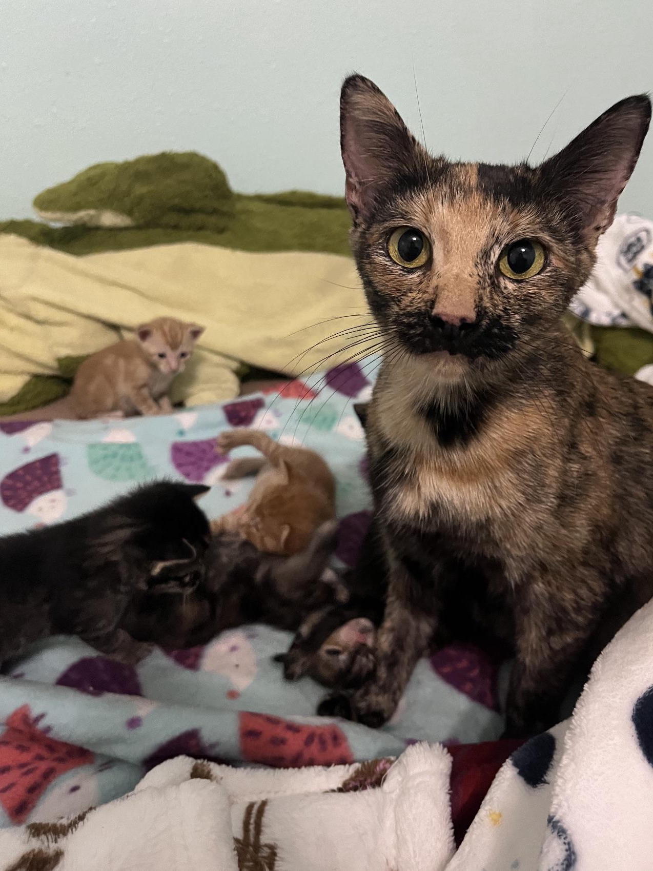 Surprise! My Foster Cat’s a Mom Now