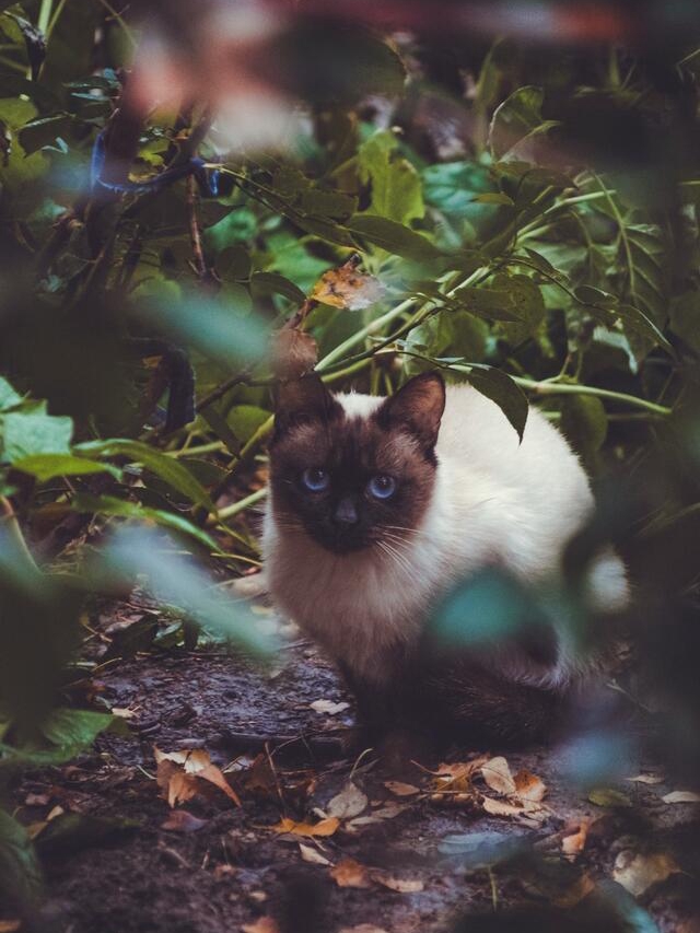 Why Your Cat Sits By You Every Morning