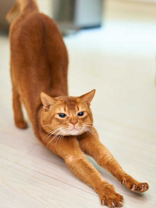 Why Your Cat Sits By You Every Morning