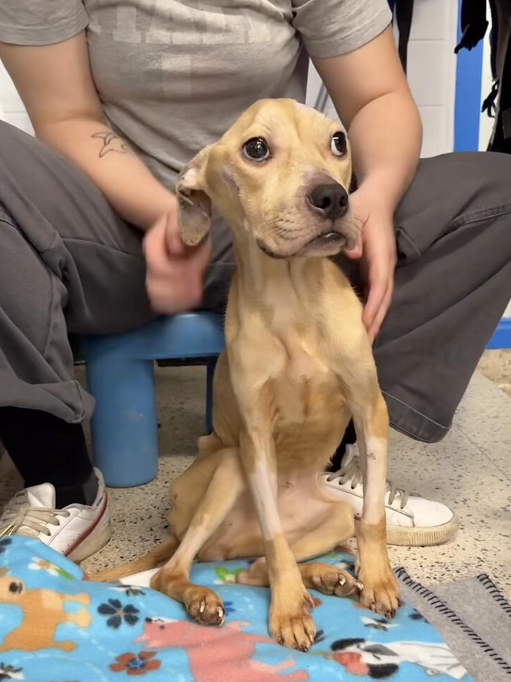 Lexi’s Glow-Up: From Crate to Cuddles