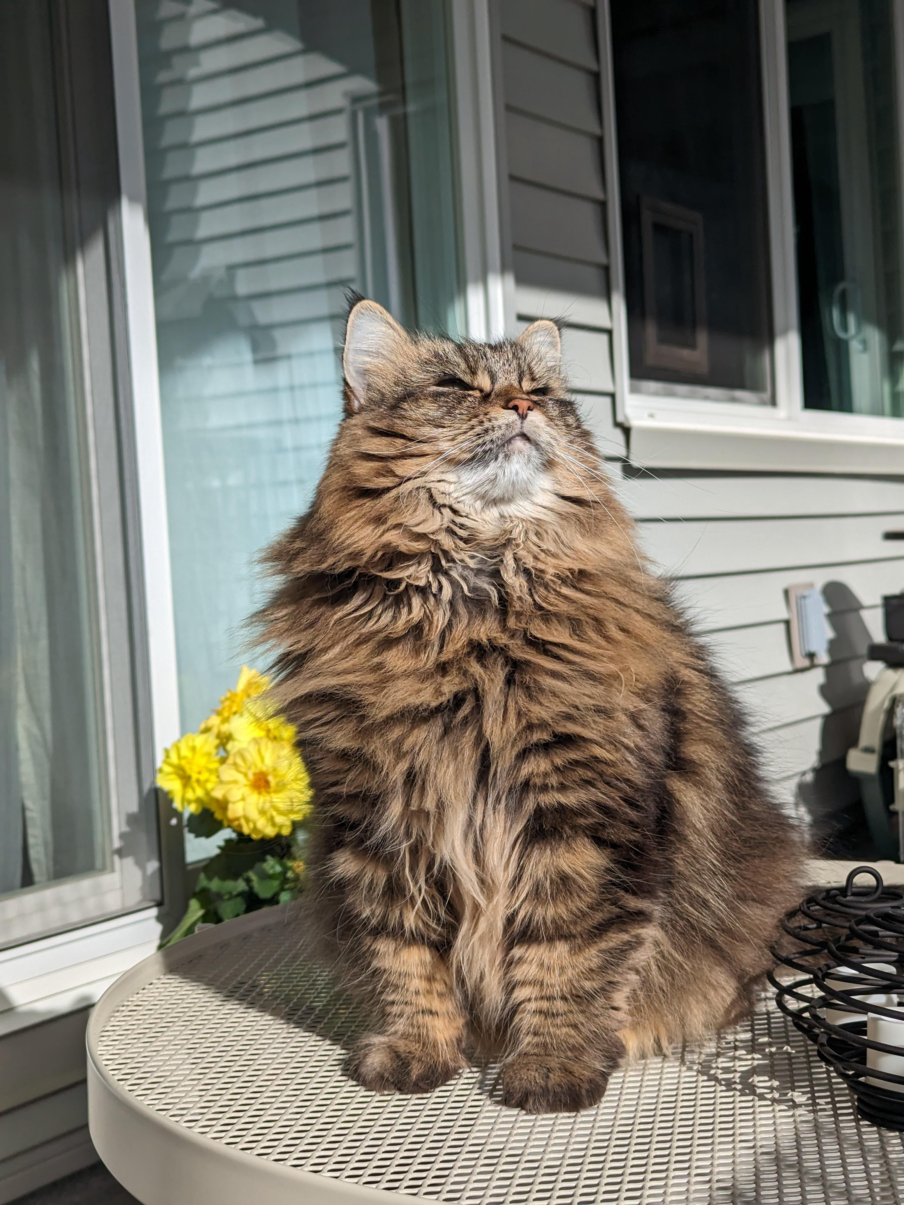 Did My Cat Come With a User Manual?