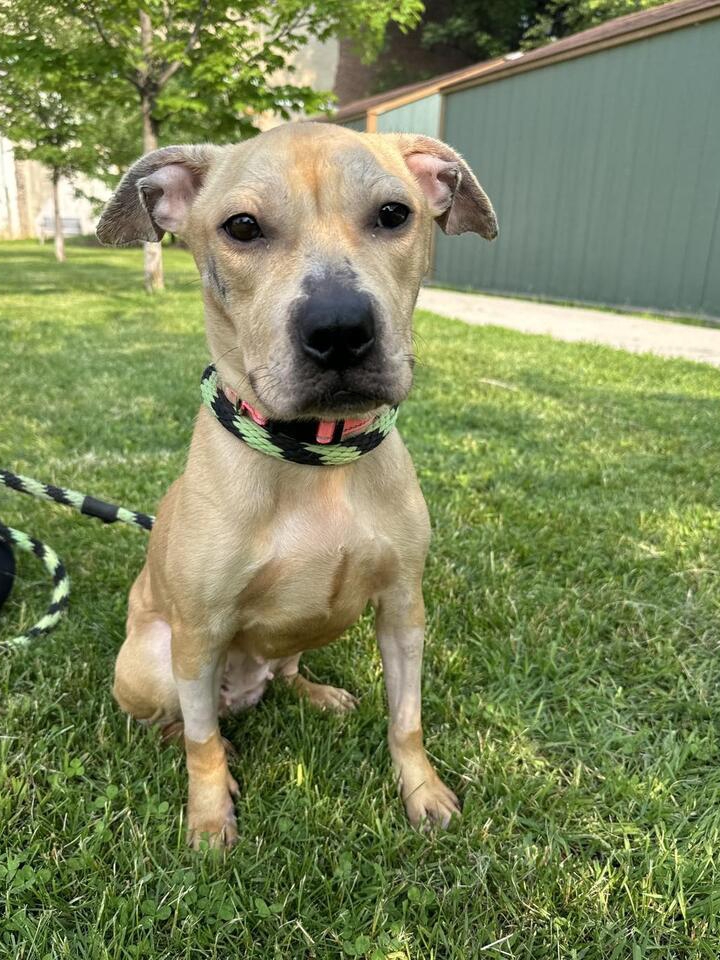Lexi’s Glow-Up: From Crate to Cuddles