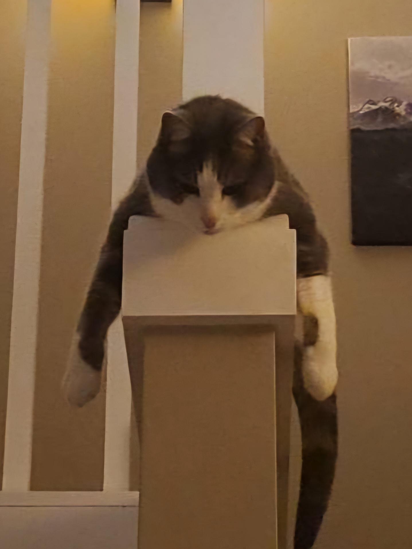 My Cat Just Invented a New Sport: Chaos