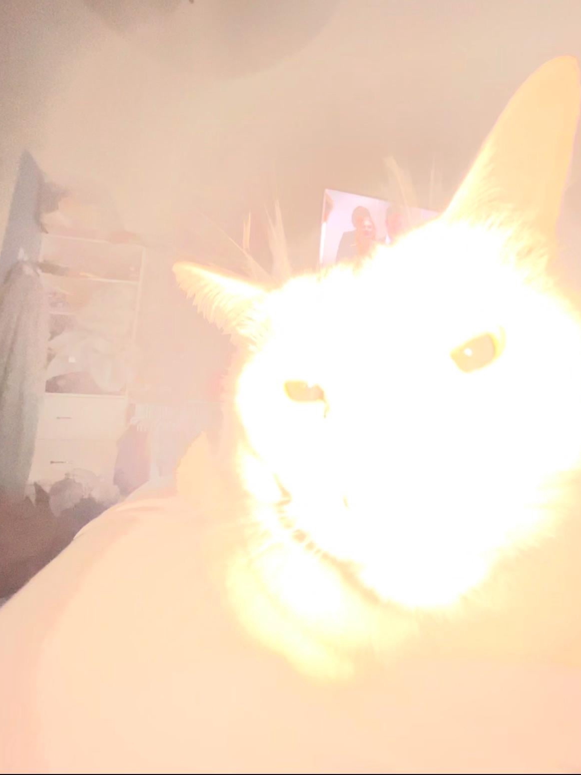 My Cat’s Modeling Portfolio (Chaos Included)