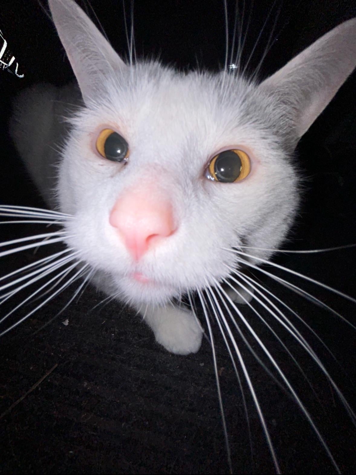 My Cat’s Modeling Portfolio (Chaos Included)