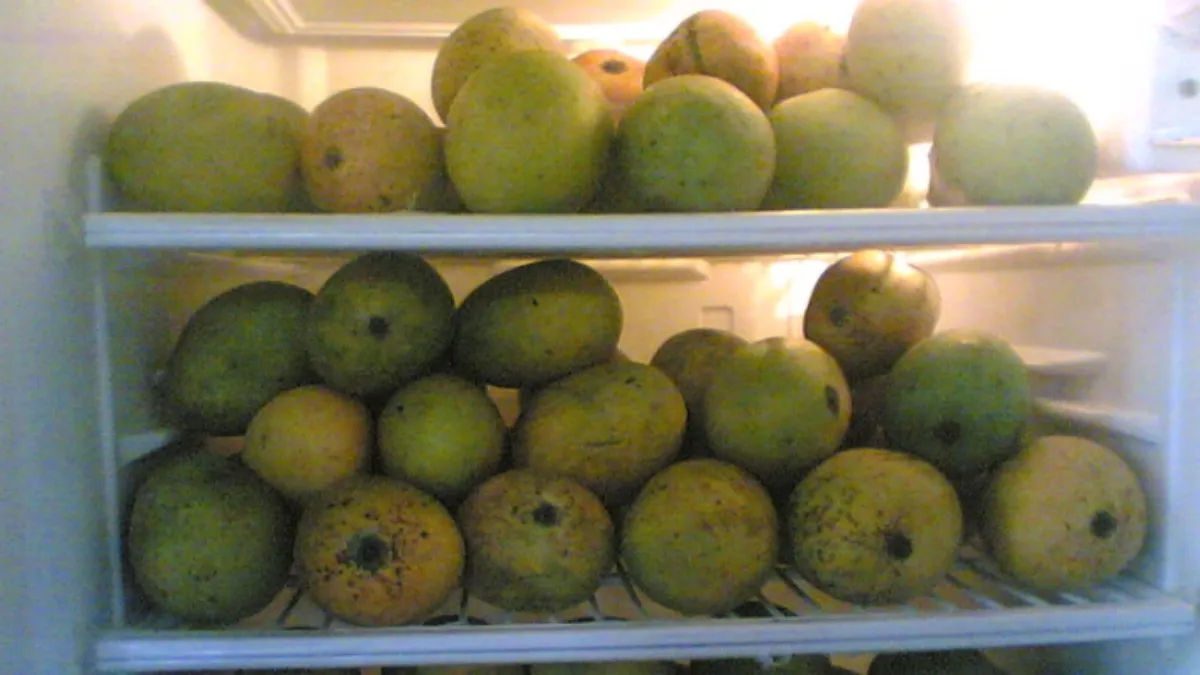 How to prolong the shelf life of fresh mangoes? 