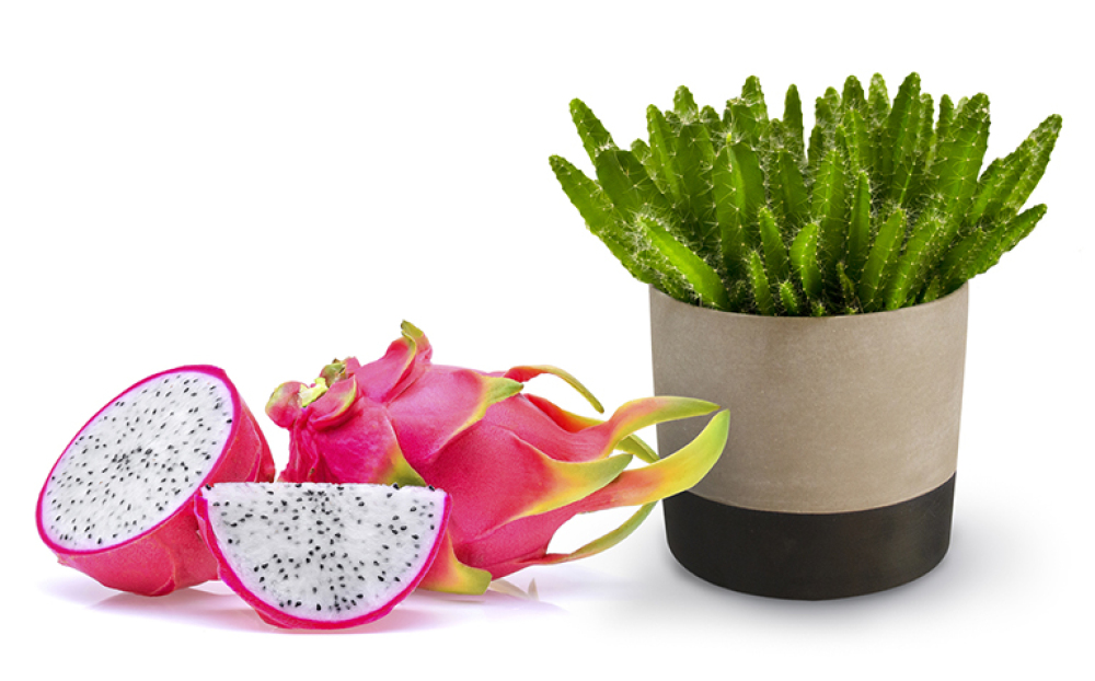 How to Pick Perfectly Ripe Dragon Fruit Every Time