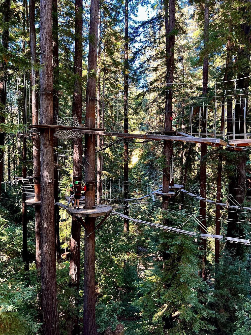 Thrilling Tree-Top Adventures at Mount Adventures in Felton