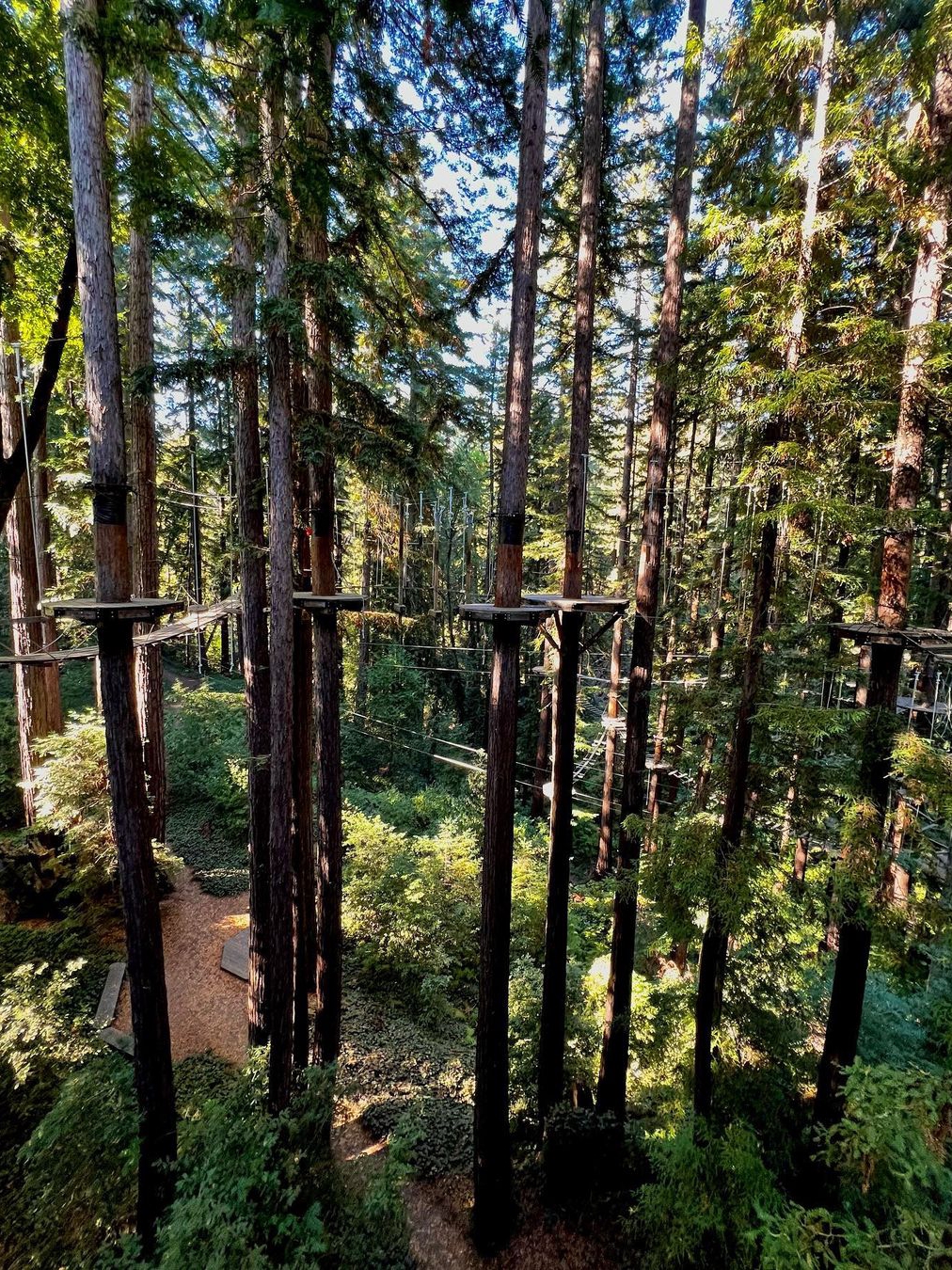 Thrilling Tree-Top Adventures at Mount Adventures in Felton