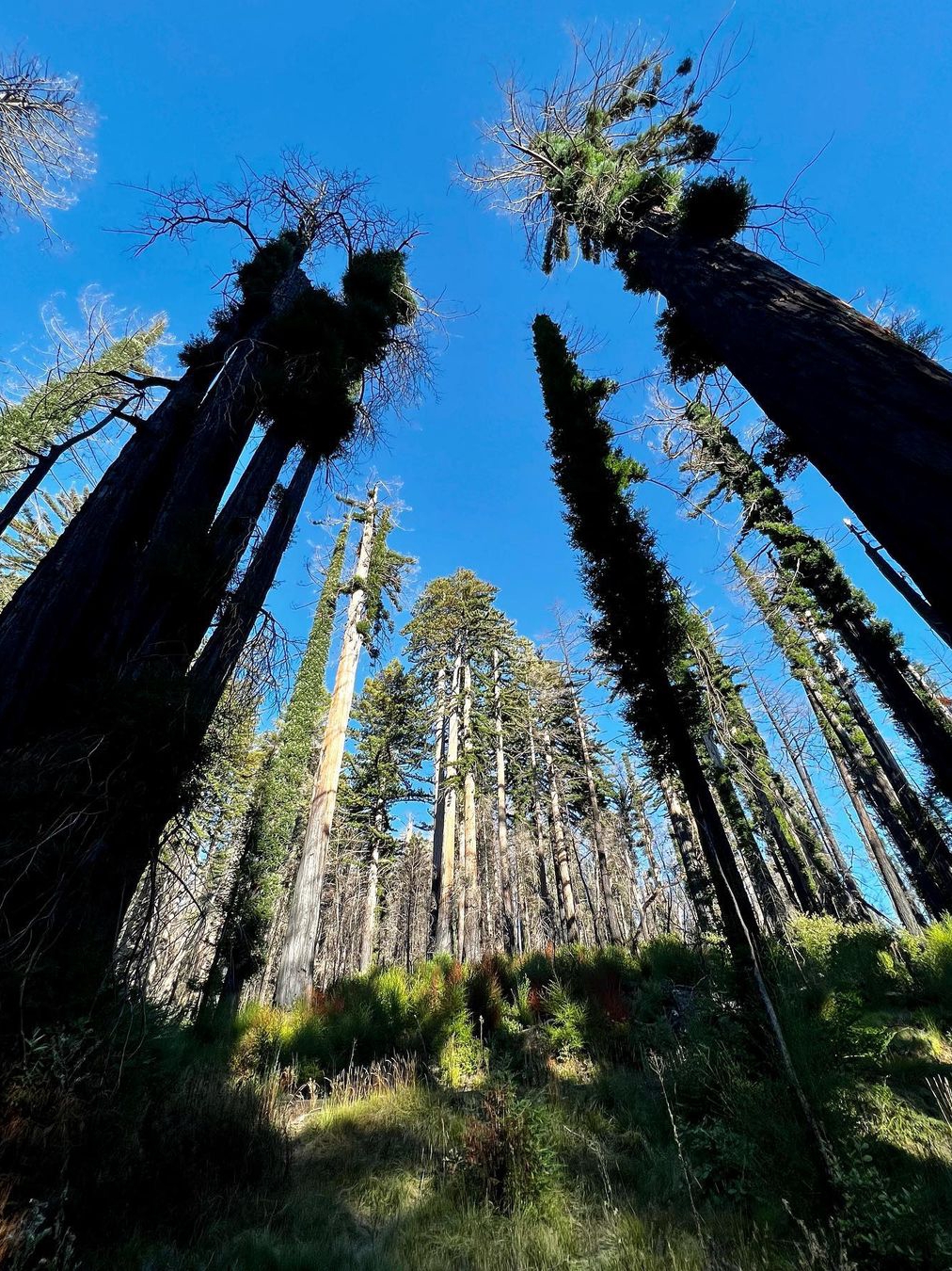 Thrilling Tree-Top Adventures at Mount Adventures in Felton