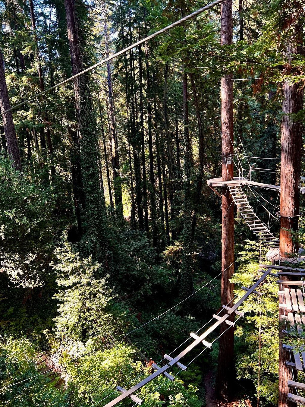 Thrilling Tree-Top Adventures at Mount Adventures in Felton