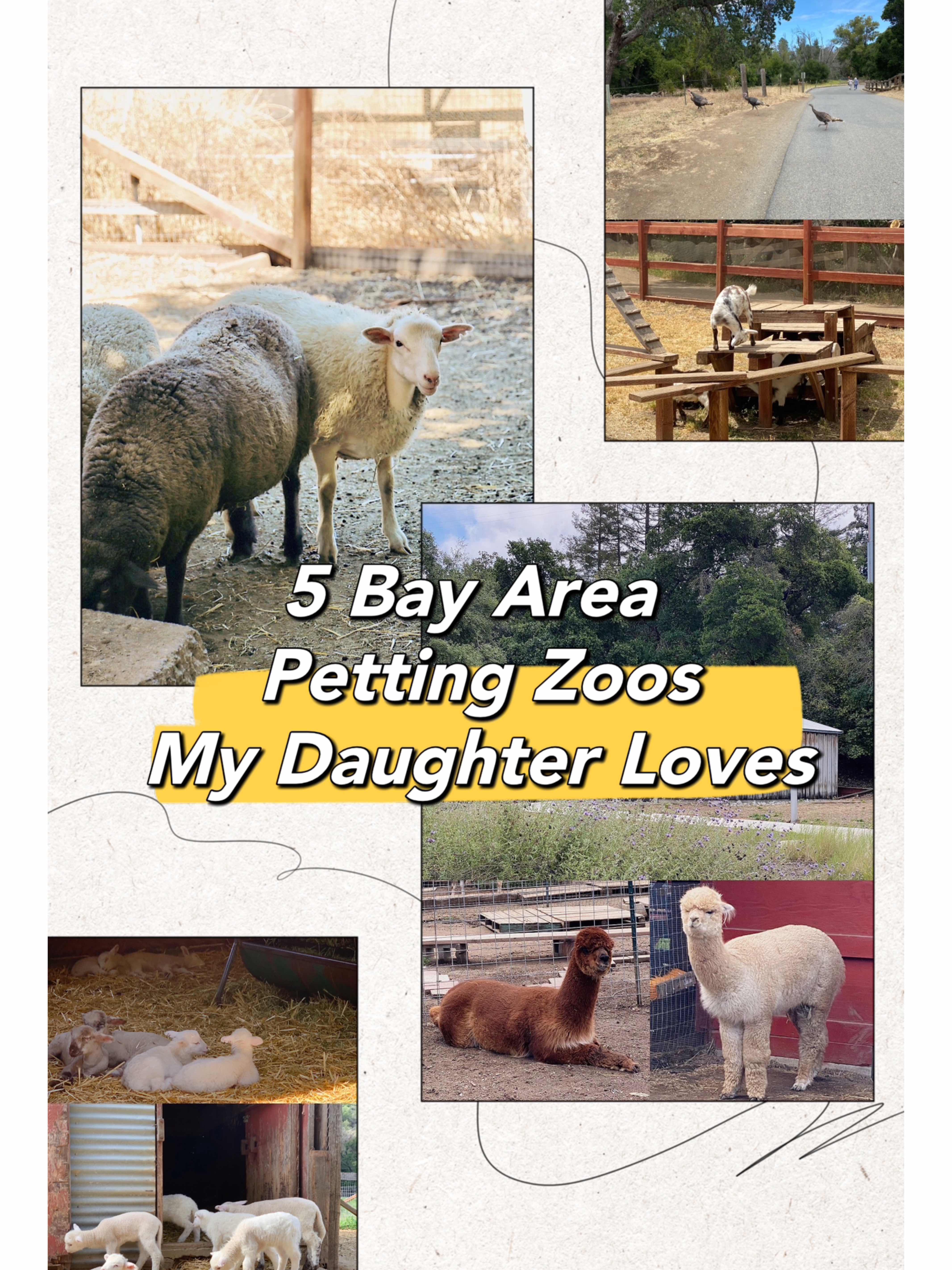5 Bay Area Petting Zoos My Daughter Loves