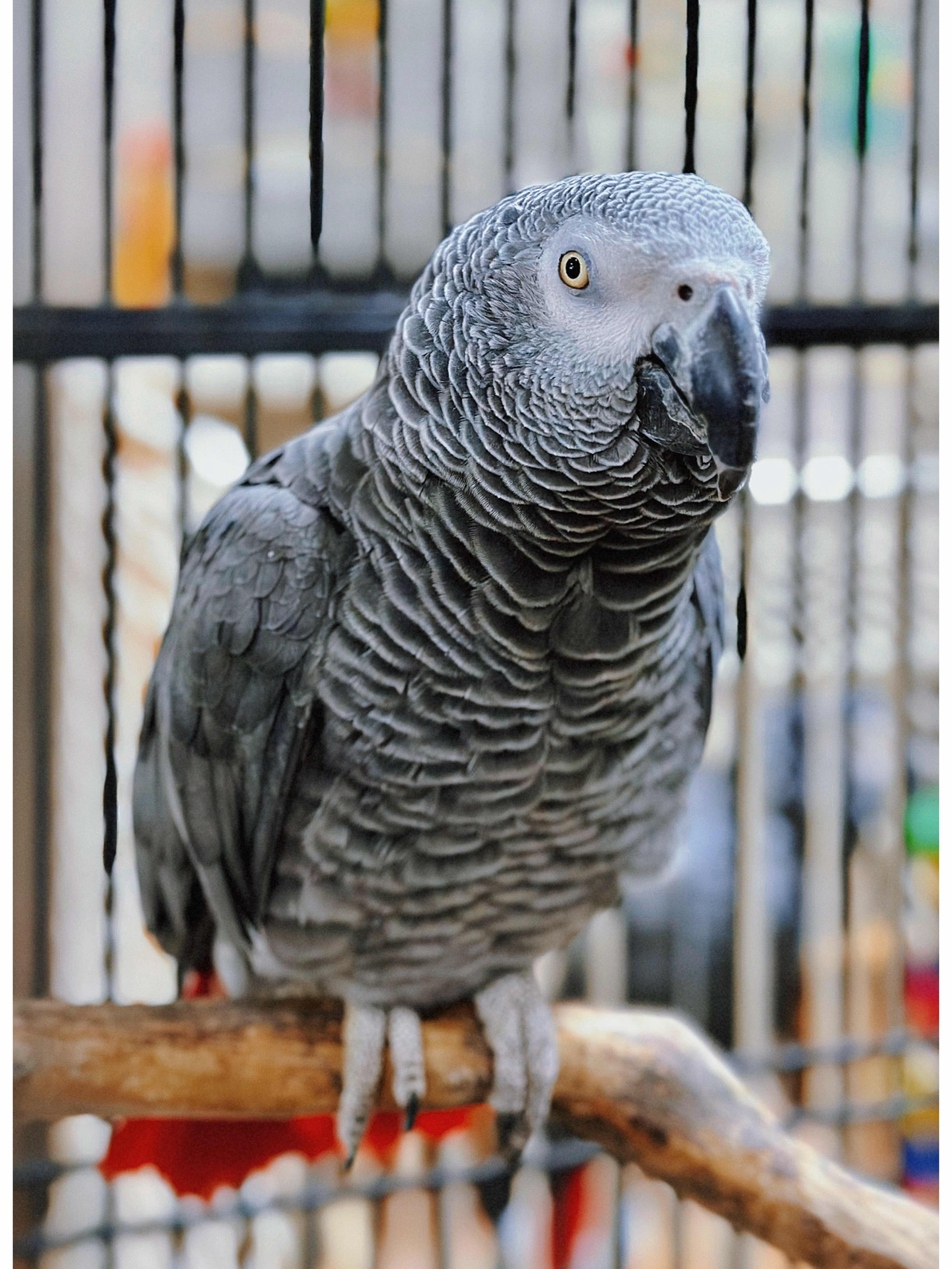 Weekend Outing with the Kids - The Basic Bird Parrot Shop on Berkeley University