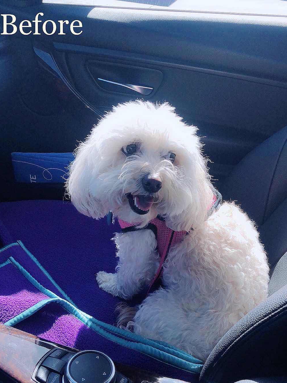 Dog Grooming in East Bay ❤️