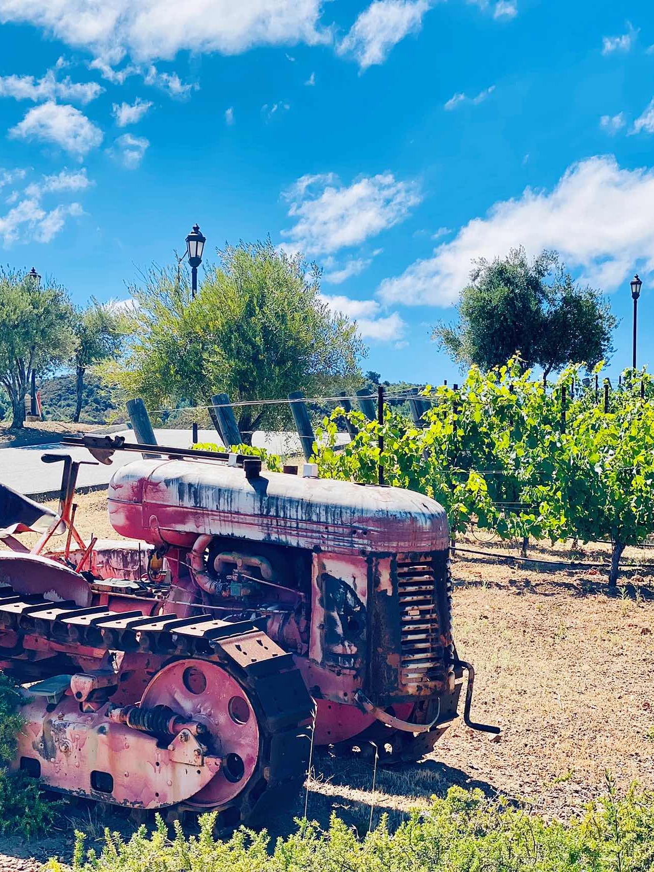 Saratoga Travel Log: Mountain Winery Adventure🍇