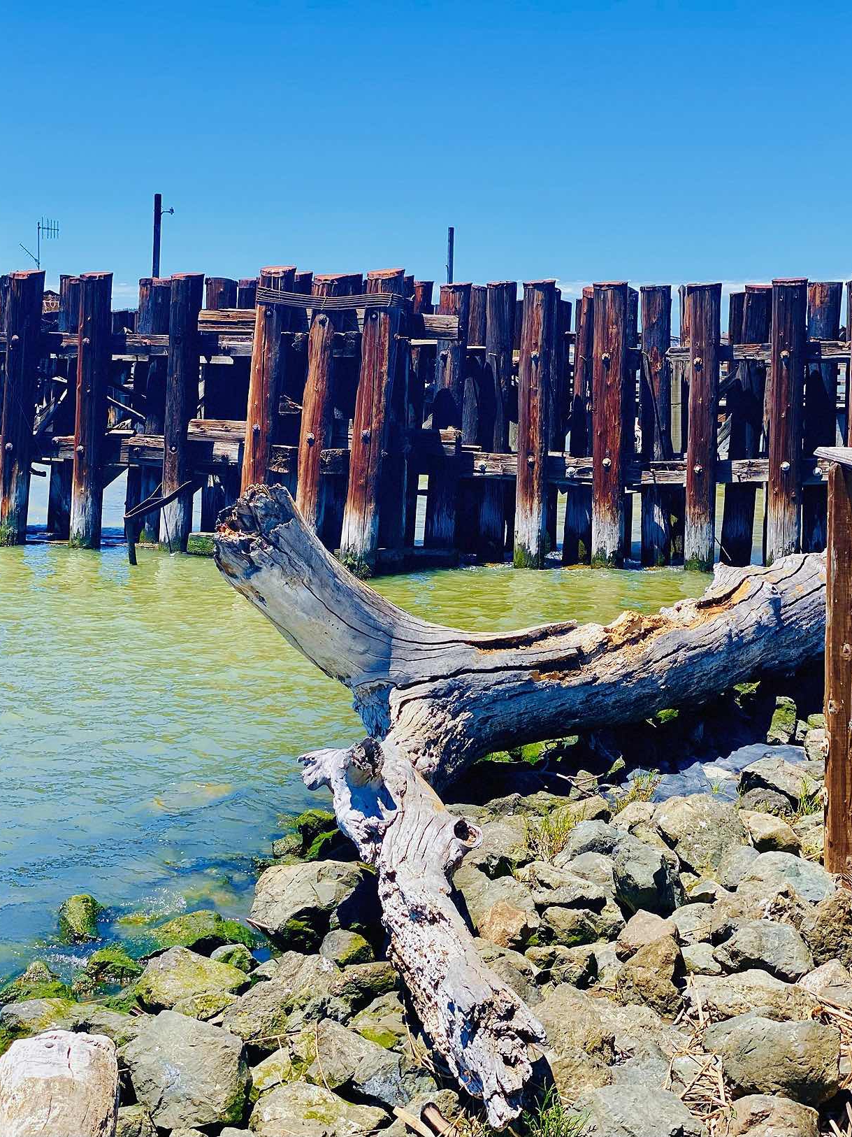 Martinez Travel Log: Shoreline Park🌊 and John Muir's Home🏛️