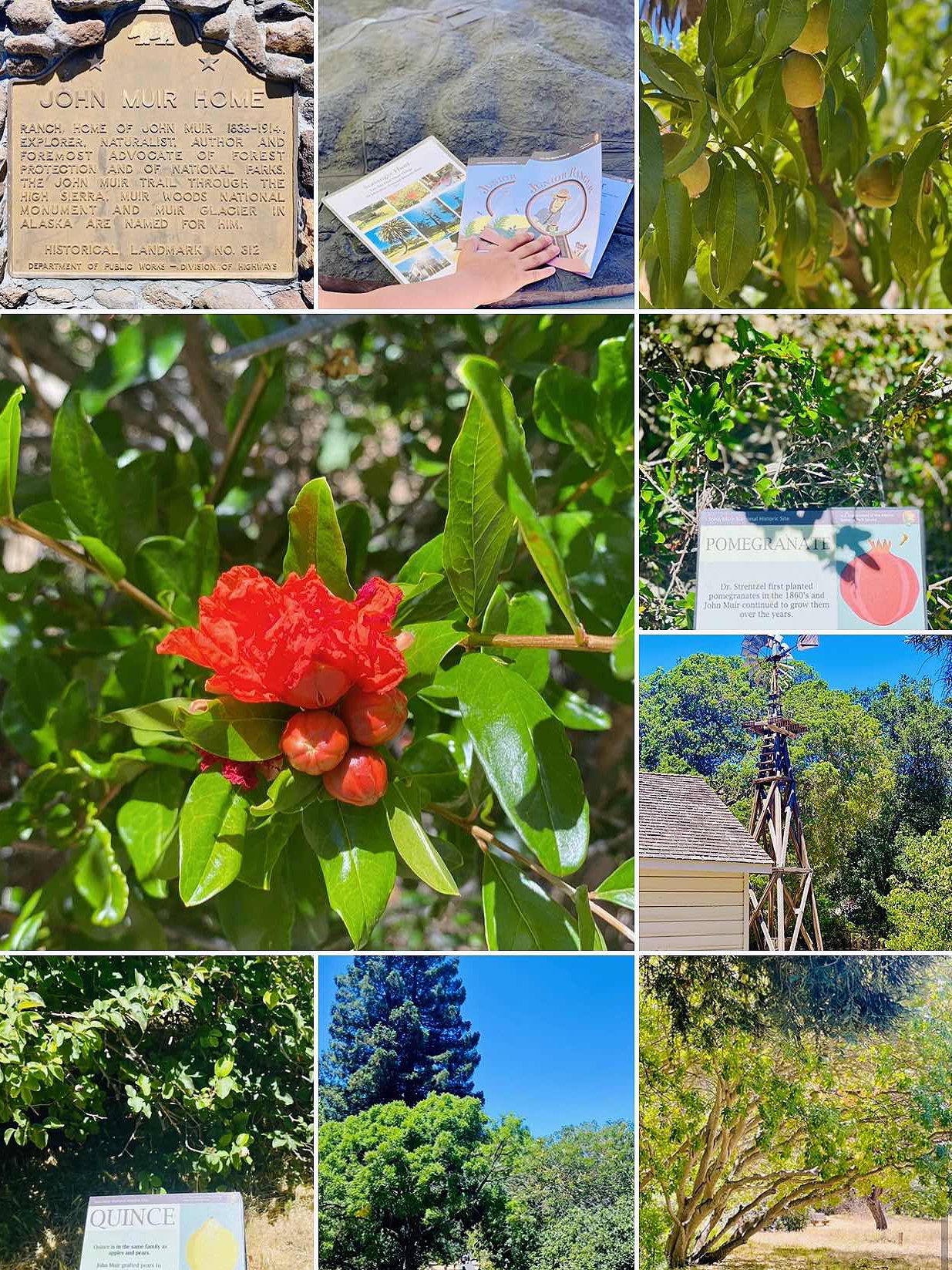 Martinez Travel Log: Shoreline Park🌊 and John Muir's Home🏛️