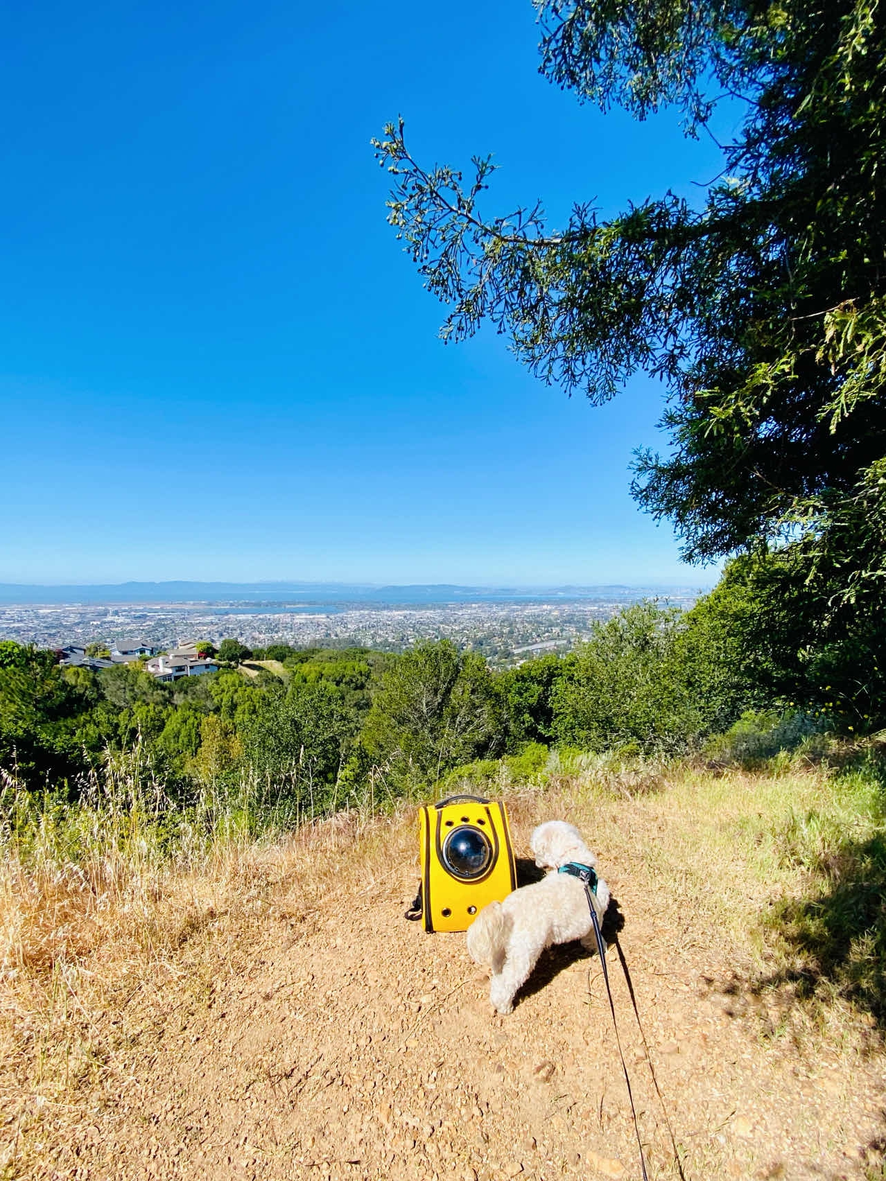 Taking my dog and bunny to this trail in Oakland!