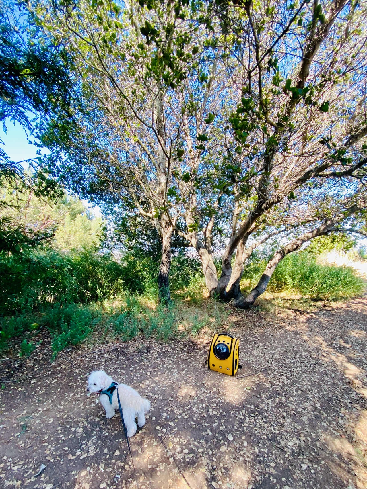 Taking my dog and bunny to this trail in Oakland!