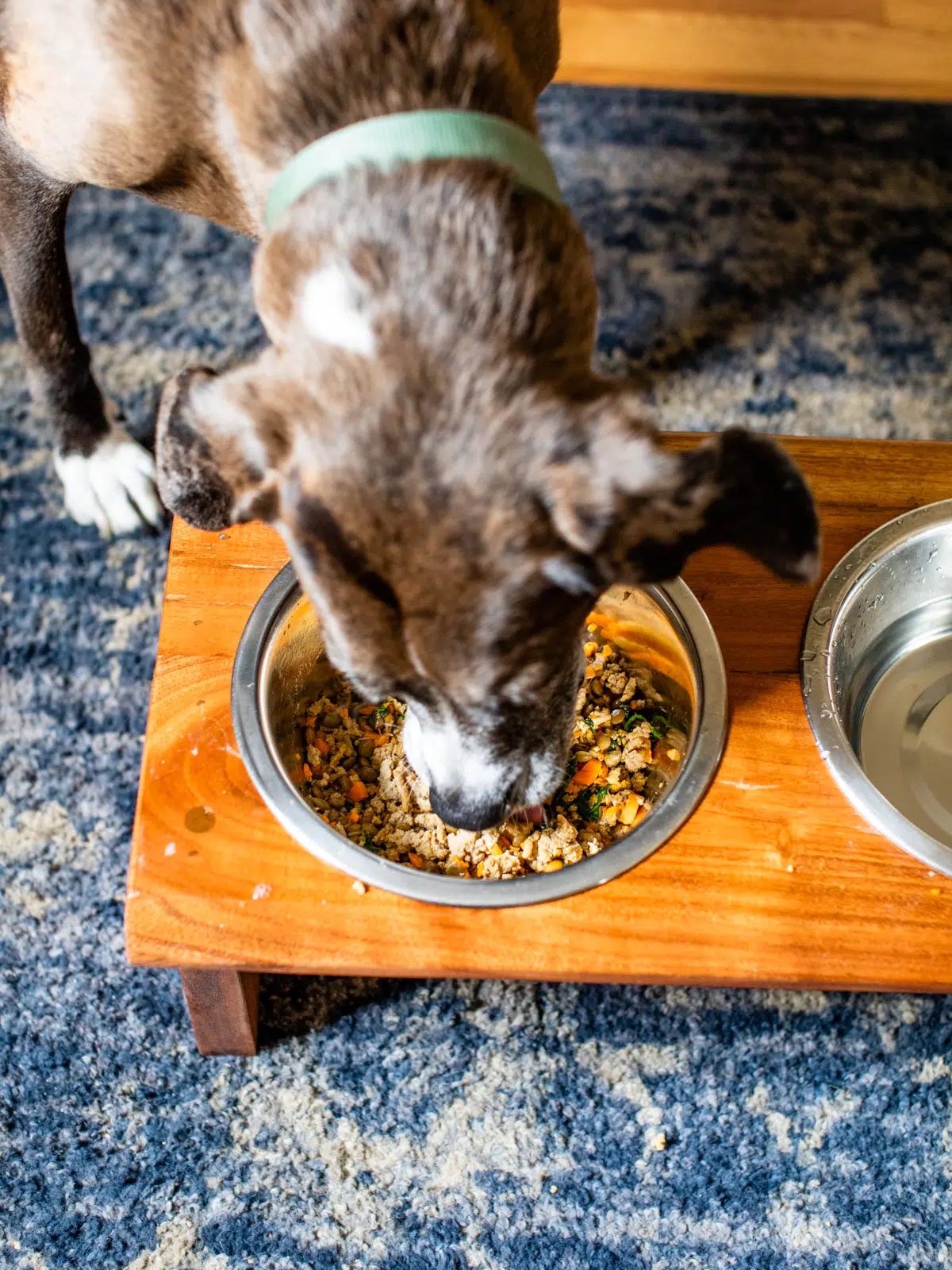 🐶 Dog-Friendly Homemade Meal Recipe 🍲

