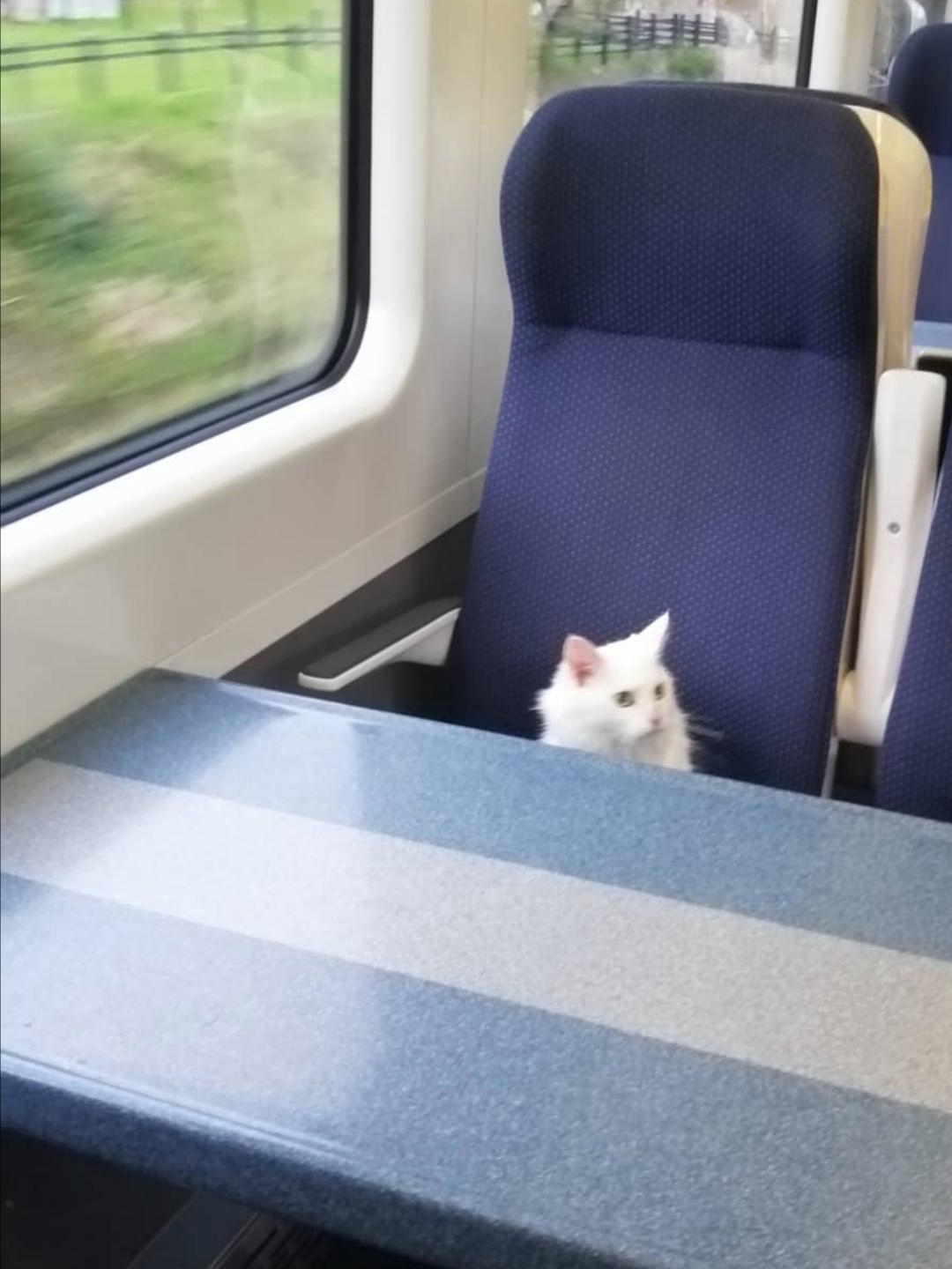 Met a Tiny Train Conductor (With Whiskers)
