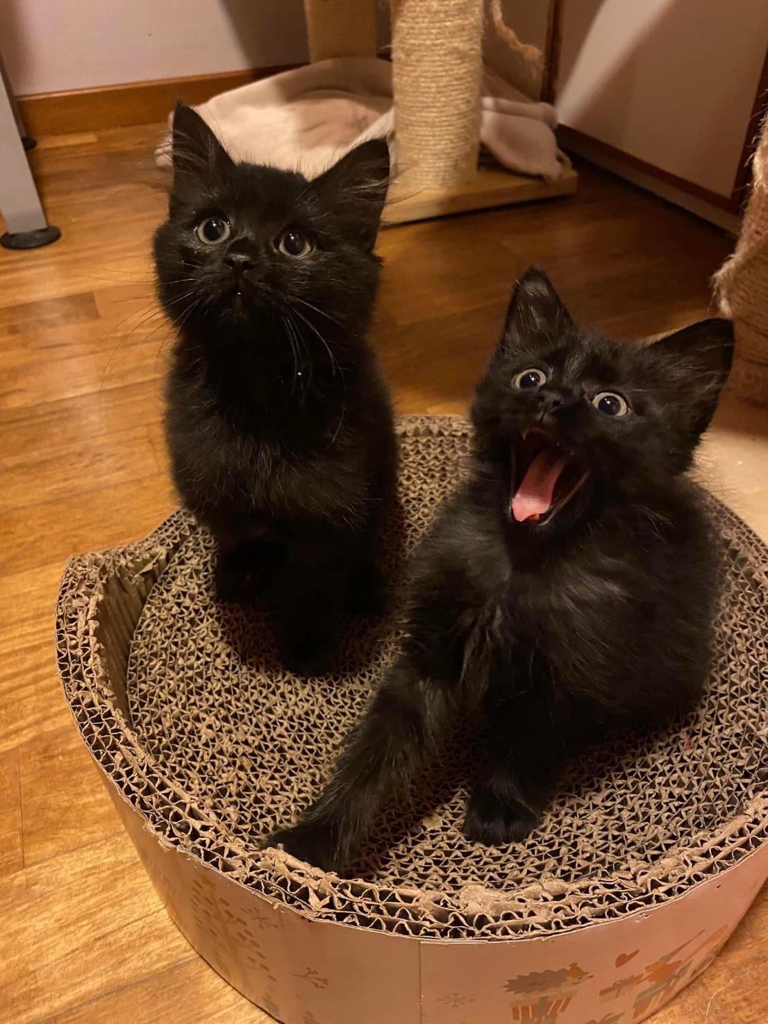Accidentally Became a Cat Parent x2