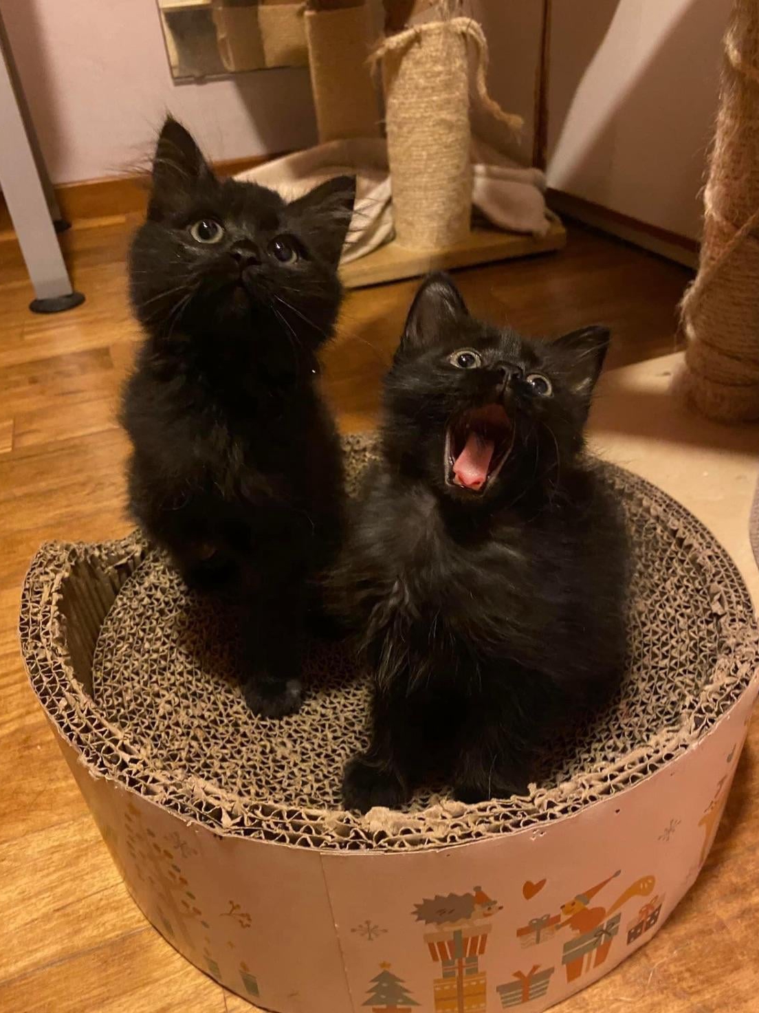 Accidentally Became a Cat Parent x2