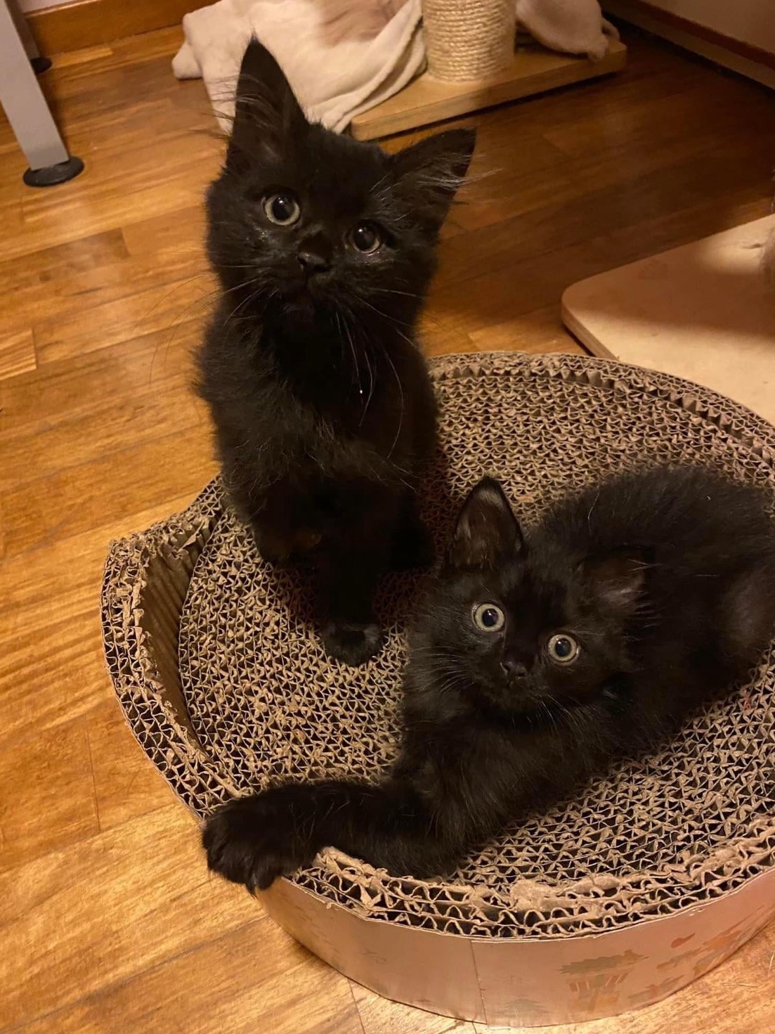 Accidentally Became a Cat Parent x2