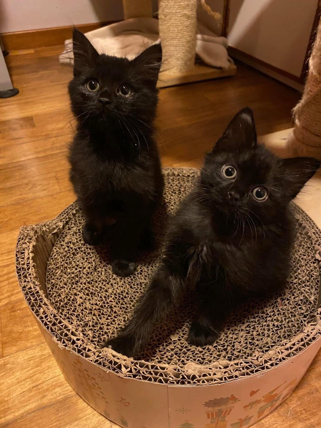 Accidentally Became a Cat Parent x2