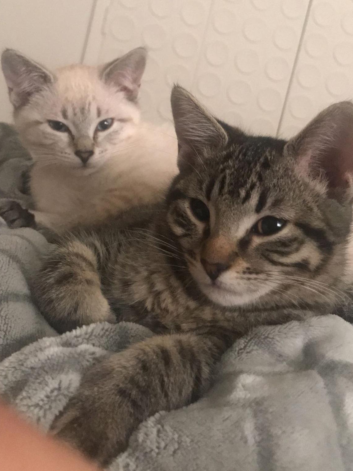 Anyone Else Living With Cat Siblings Chaos?
