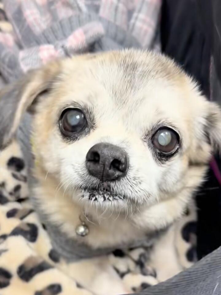 Senior Dog Ghosted by Her Family 😢