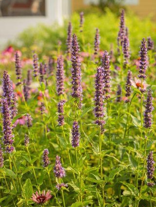 Cut These Perennials for More Blooms!
