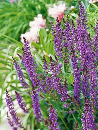 Cut These Perennials for More Blooms!