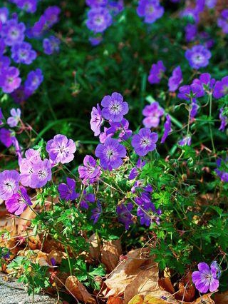 Cut These Perennials for More Blooms!
