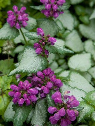 Cut These Perennials for More Blooms!