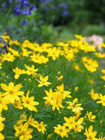 Cut These Perennials for More Blooms!